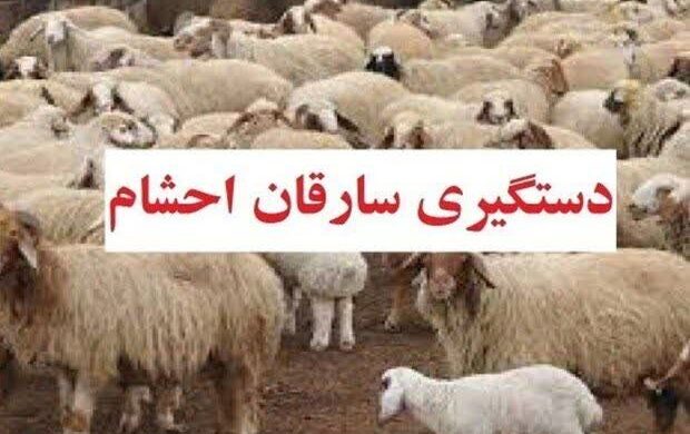 دستبند پلیس بر دستان سارق احشام